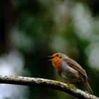  quand l'oiseau chante