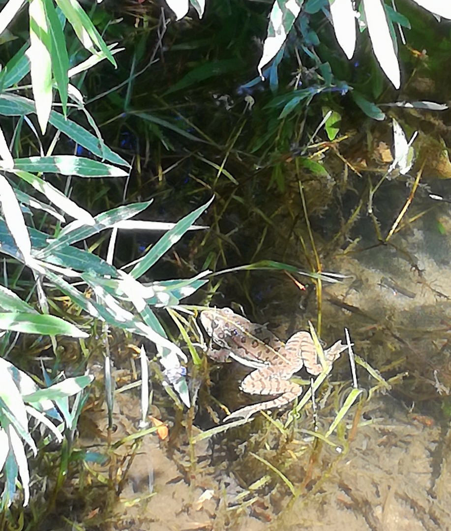 Quand on s'promène au bord de l'eau .....