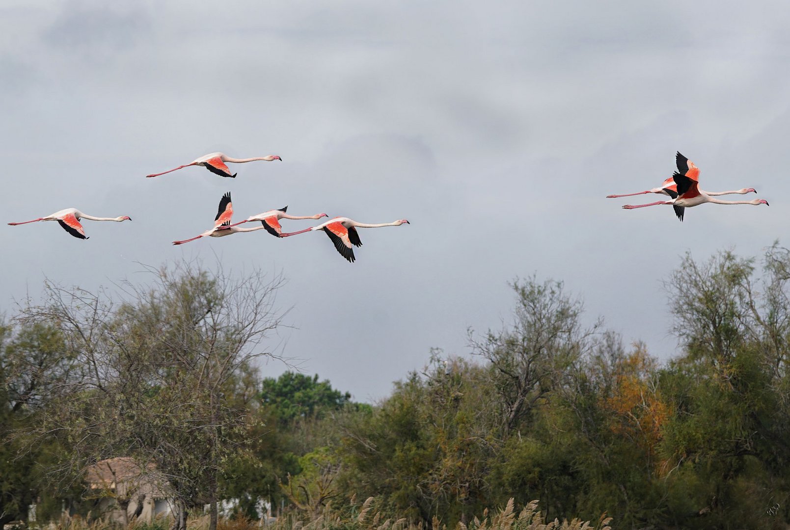 Quand passent les flamants .....