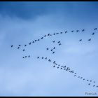 Quand passent....les grues!