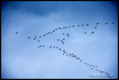 Quand passent....les grues!