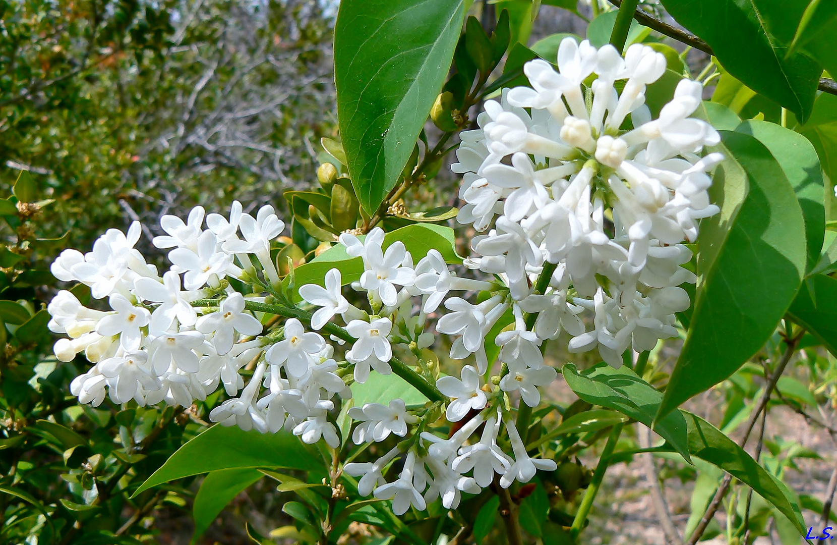 Quand refleurirons les Lilas Blancs...