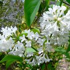 Quand refleurirons les Lilas Blancs...