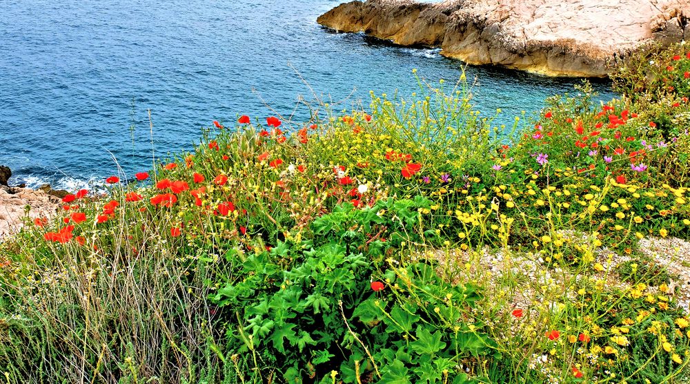 Quand reviendra le temps des coquelicots