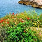 Quand reviendra le temps des coquelicots