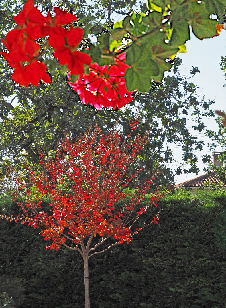 Quand rouge été et automne se rencontrent