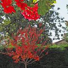 Quand rouge été et automne se rencontrent