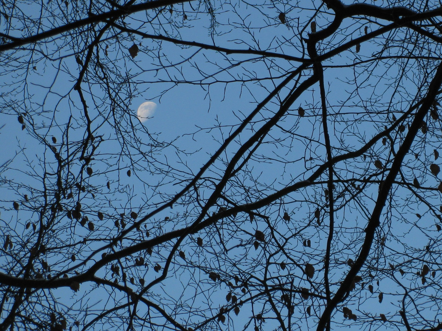 quand se lève la Lune amoureuse