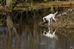 Quand tout n'est que reflets (11)