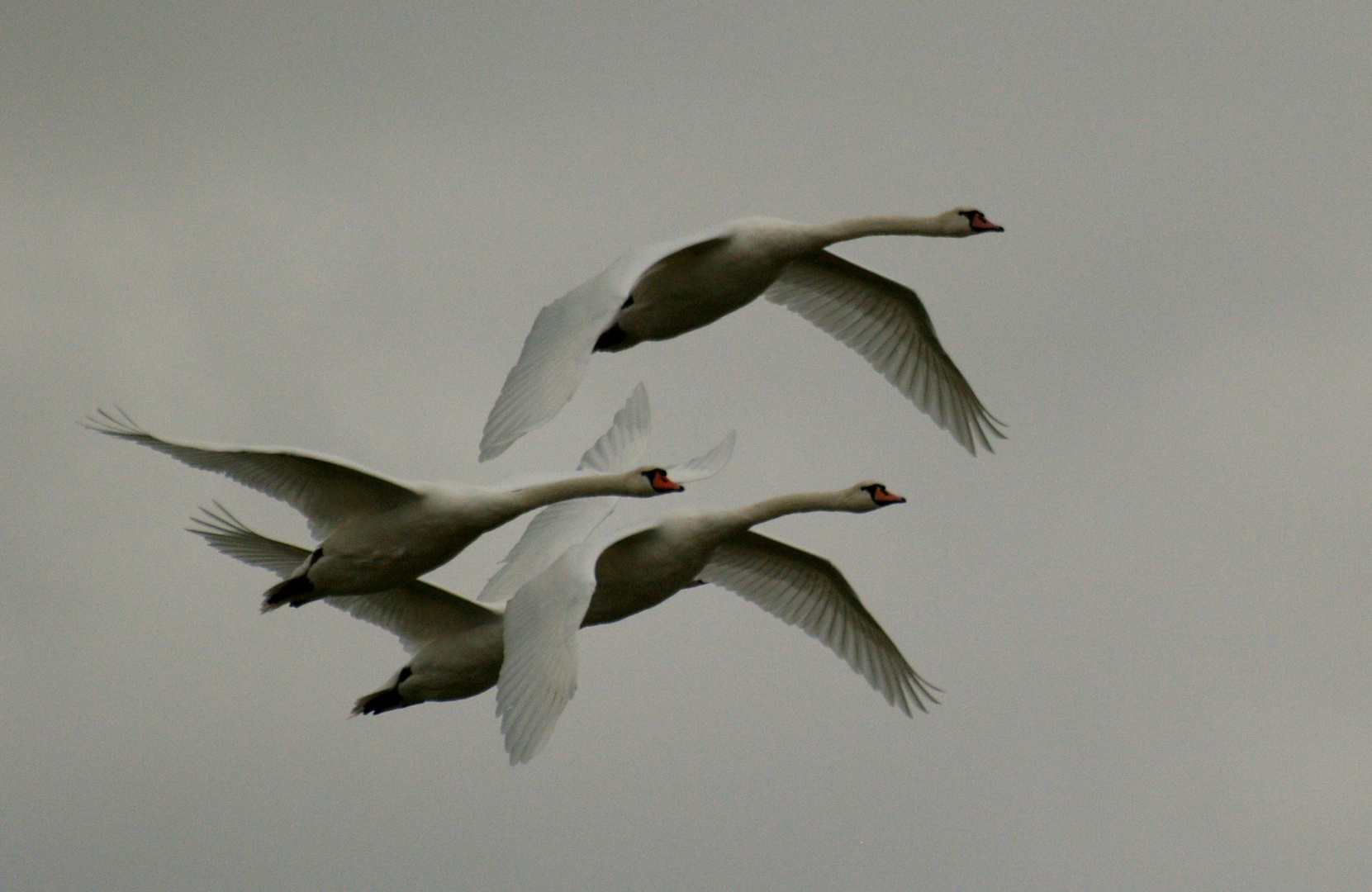 Quand tu passes, fais moi cygnes