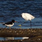 Quand une aigrette garzette croise un huîtrier pie