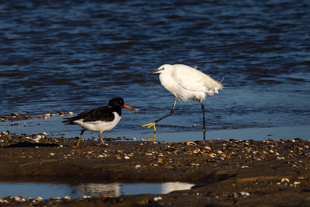 Quand une aigrette garzette croise un huîtrier pie