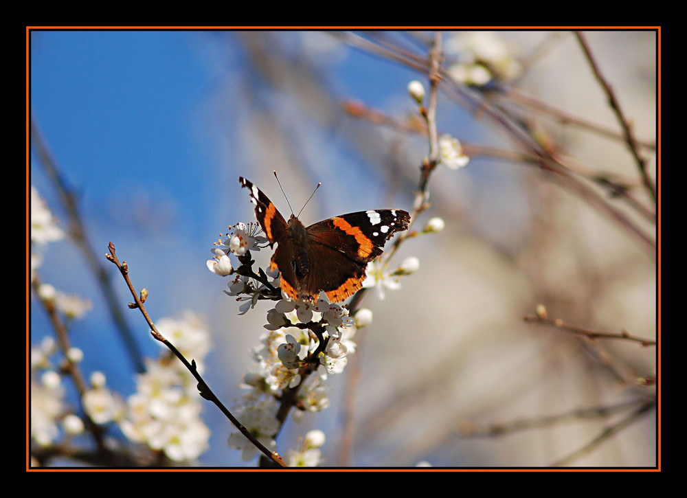 Quando arriva la primavera