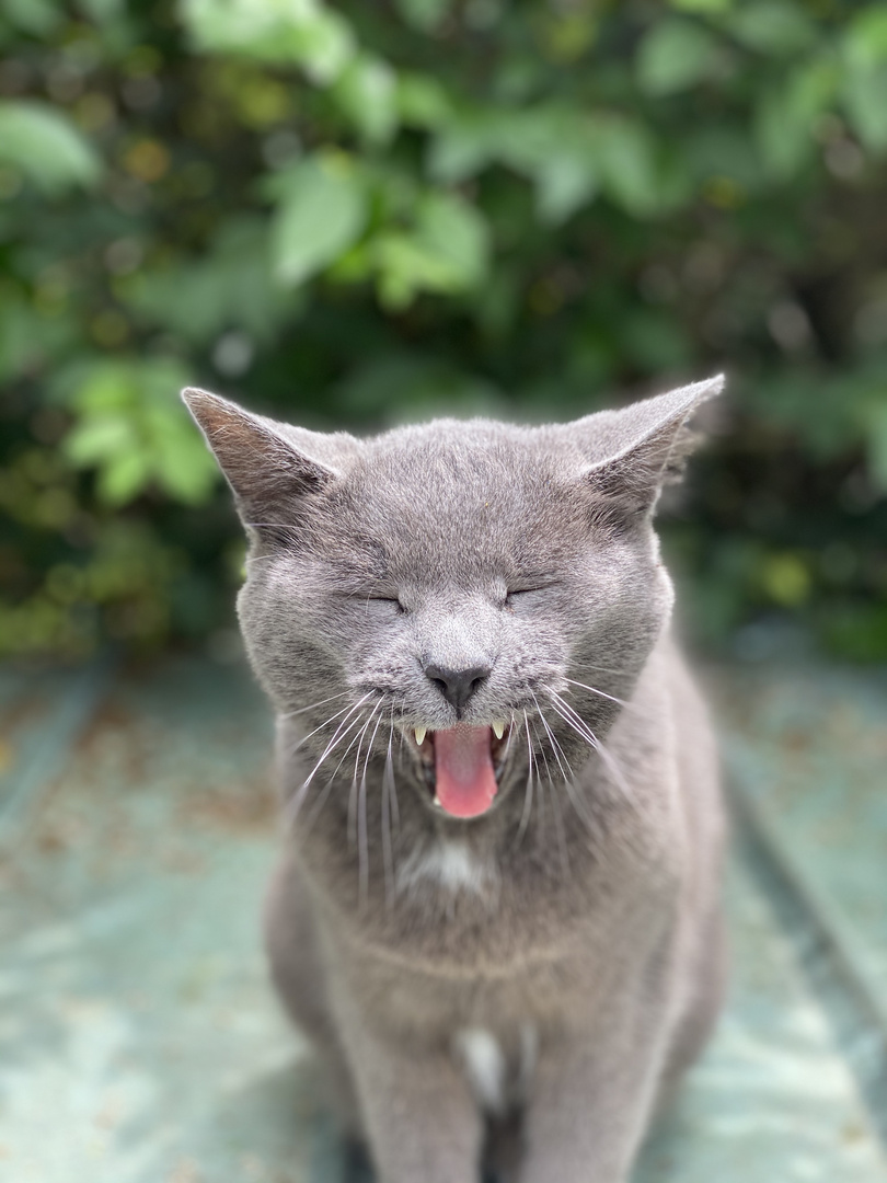 Quando gli dai la scatoletta di manzo ma lui voleva il salmone…