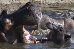 "Quando i bambini fanno.... ahhhhhhhhhh !! " che meraviglia....