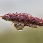 Quando il diluvio ci minaccia non bisogna temere di bagnarsi i piedi Anton Cechov