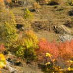 Quando l'Autunno gli alberi colora - 3