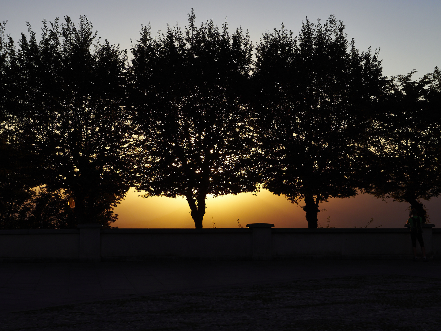 Quando non sei qui con me, alberi