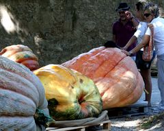 quando si dice "ma siete degli zucconi"