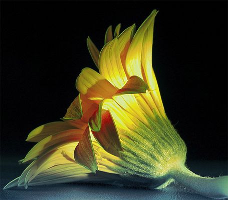 quando un fiore cade