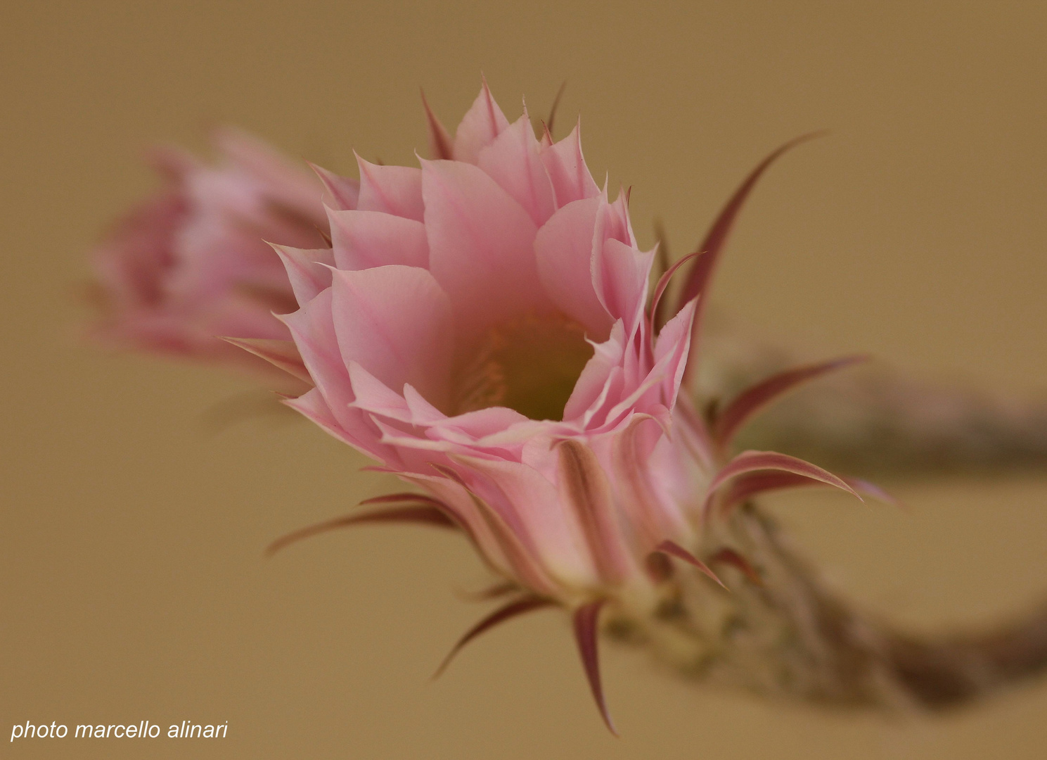 QUANDO UN FIORE ESPRIME ELEGANZA E RAFFINATEZZA