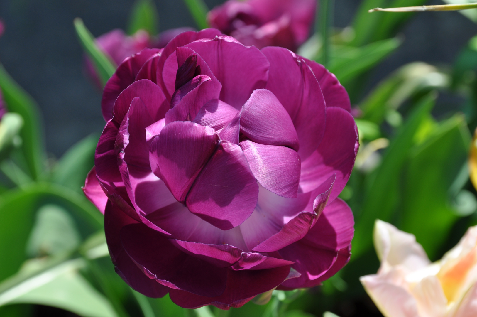 quando un fiore si apre alla luce e al calore del sole