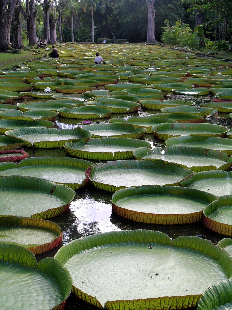 quante sono le ninfee?? mauritius