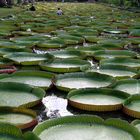 quante sono le ninfee?? mauritius