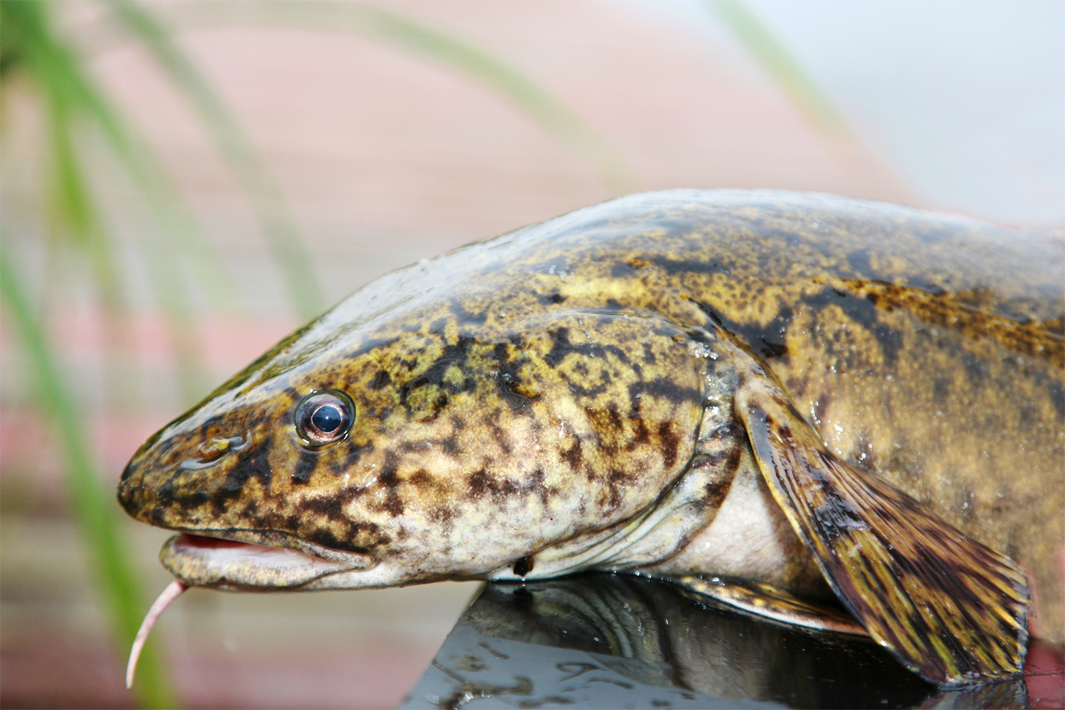 Quappe Foto & Bild | tiere, wildlife, fische Bilder auf fotocommunity