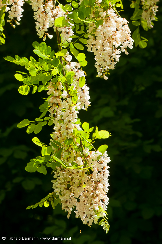 Quarantanovesima primavera