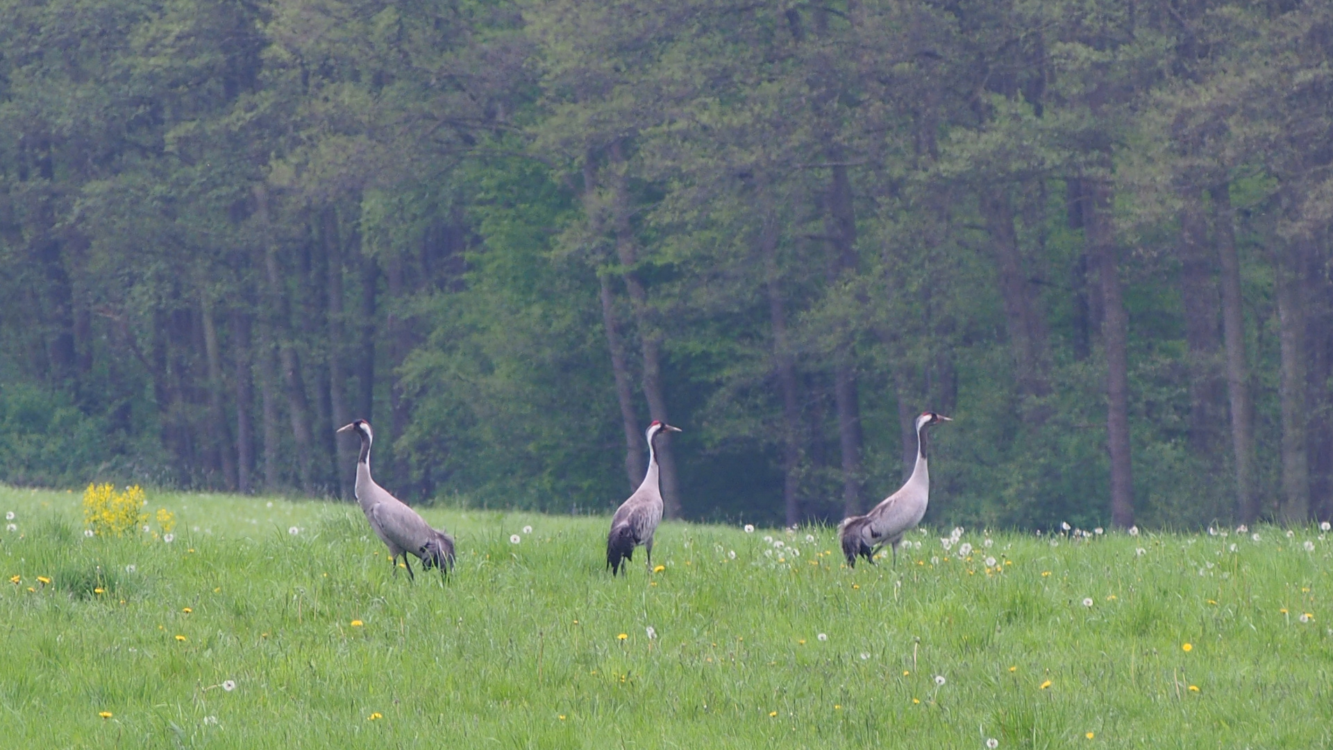 Quarrendorfer Wald - Landkreis Harburg