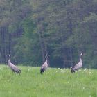 Quarrendorfer Wald - Landkreis Harburg