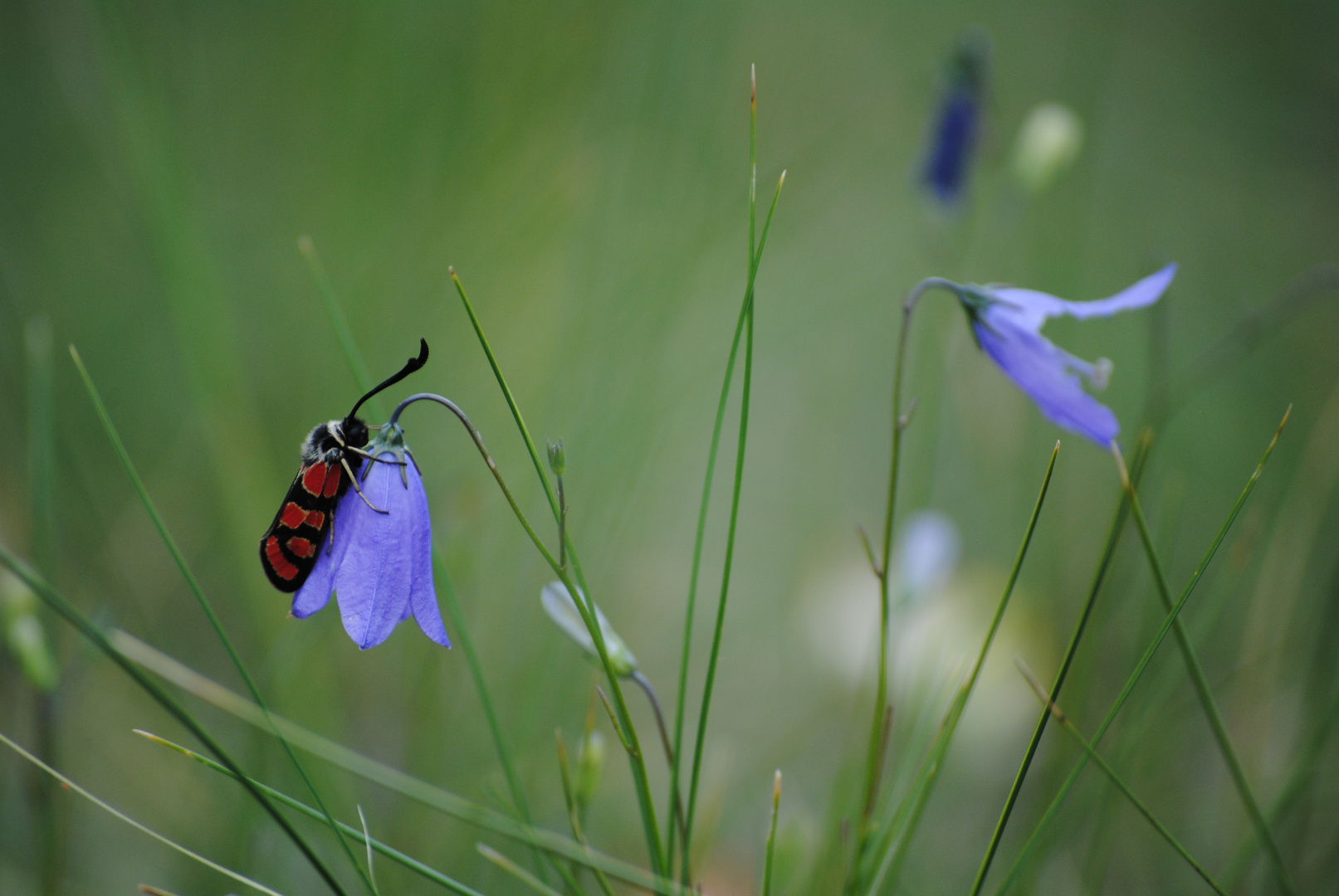 Quart d'heure nature.