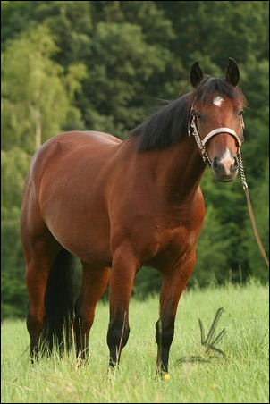 Quarter Horse