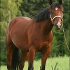 Quarter Horse