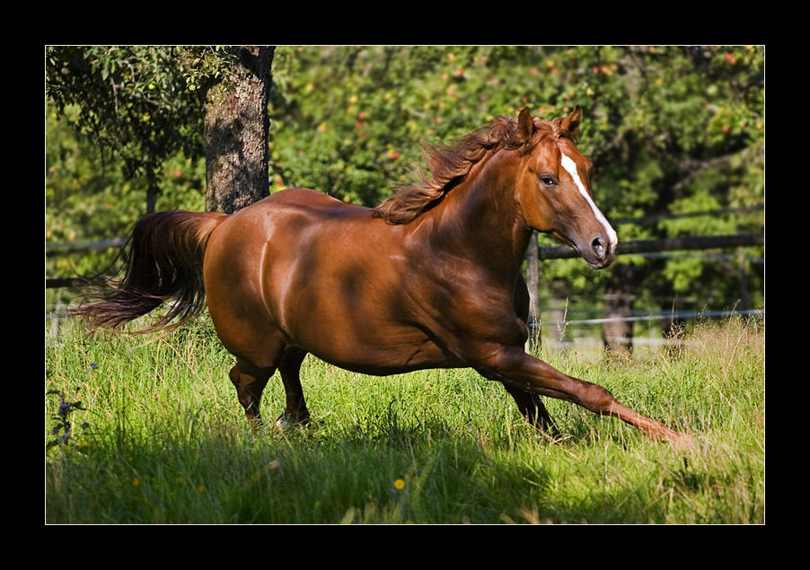 Quarter Horse