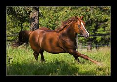 Quarter Horse