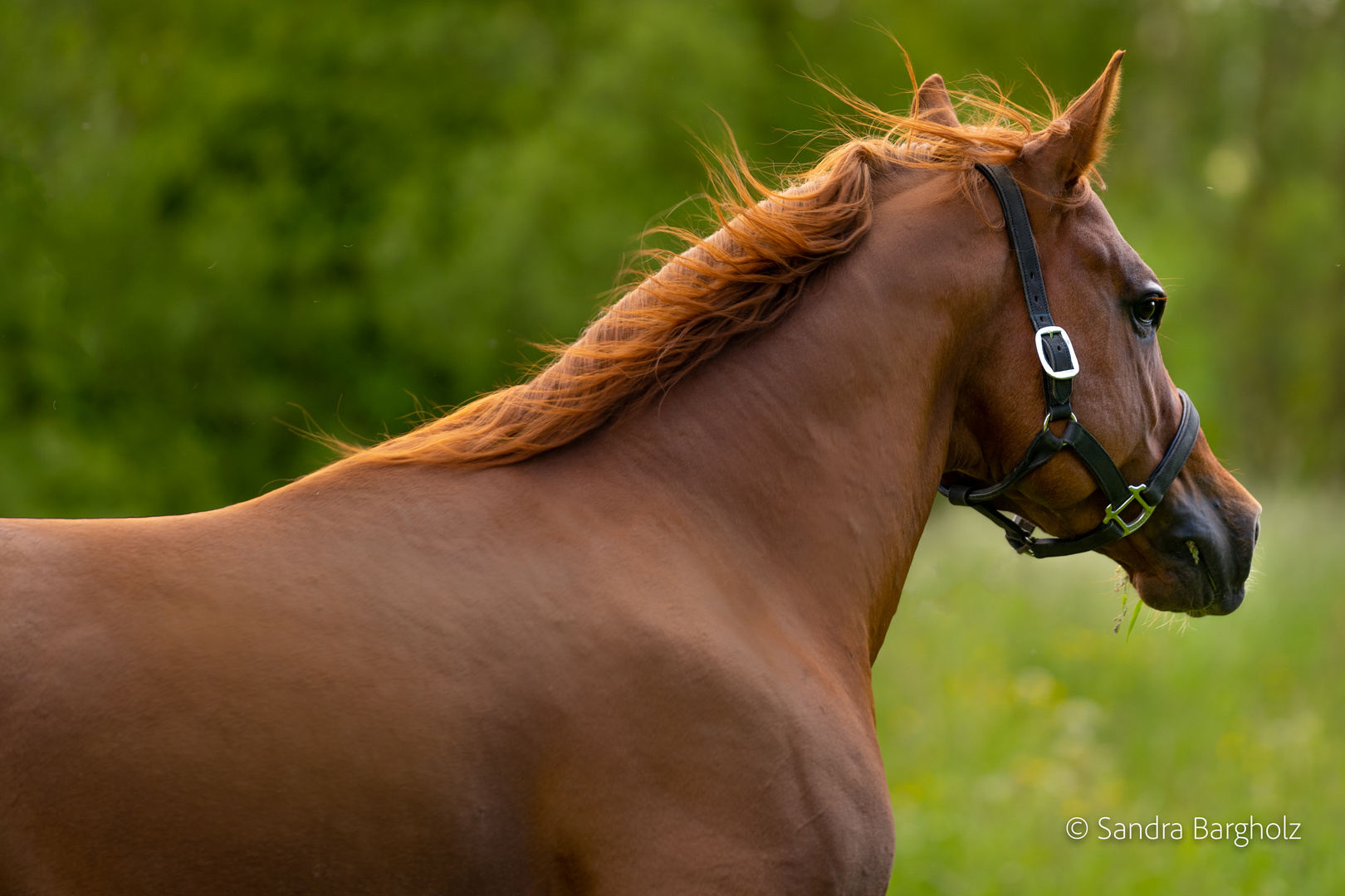 Quarter Horse