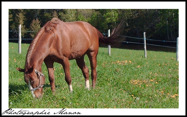 Quarter Horse