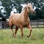 Quarter Horse