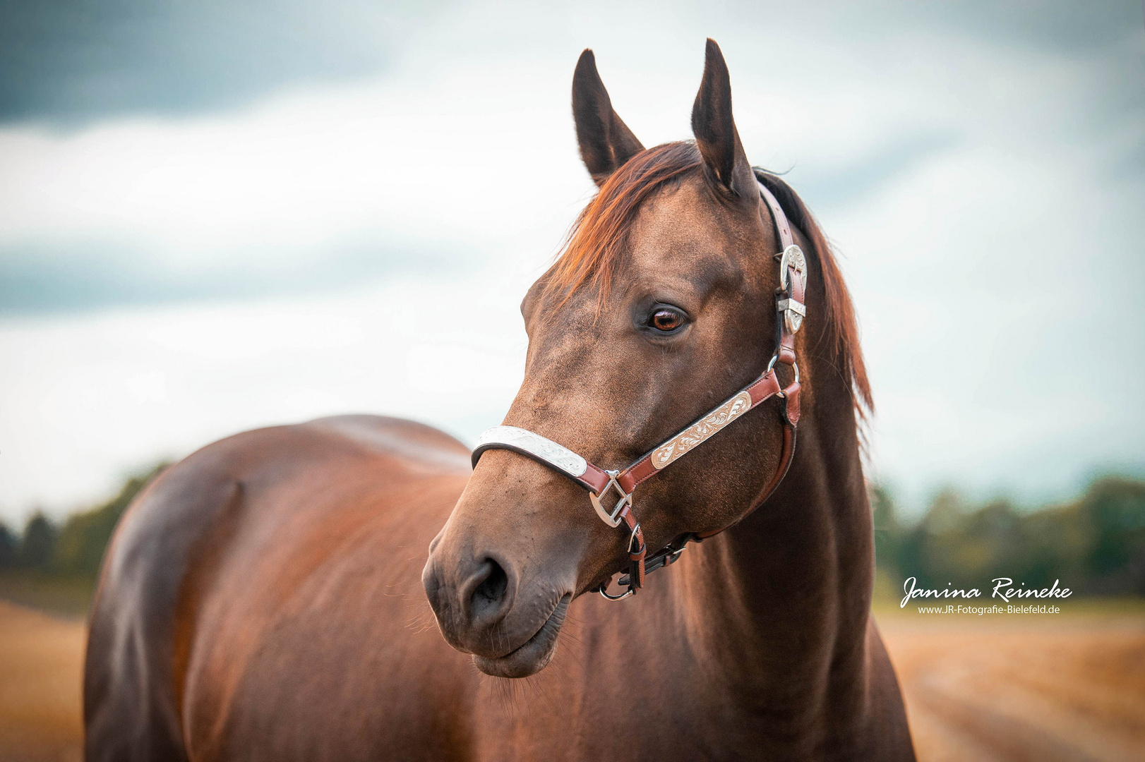 Quarter Horse