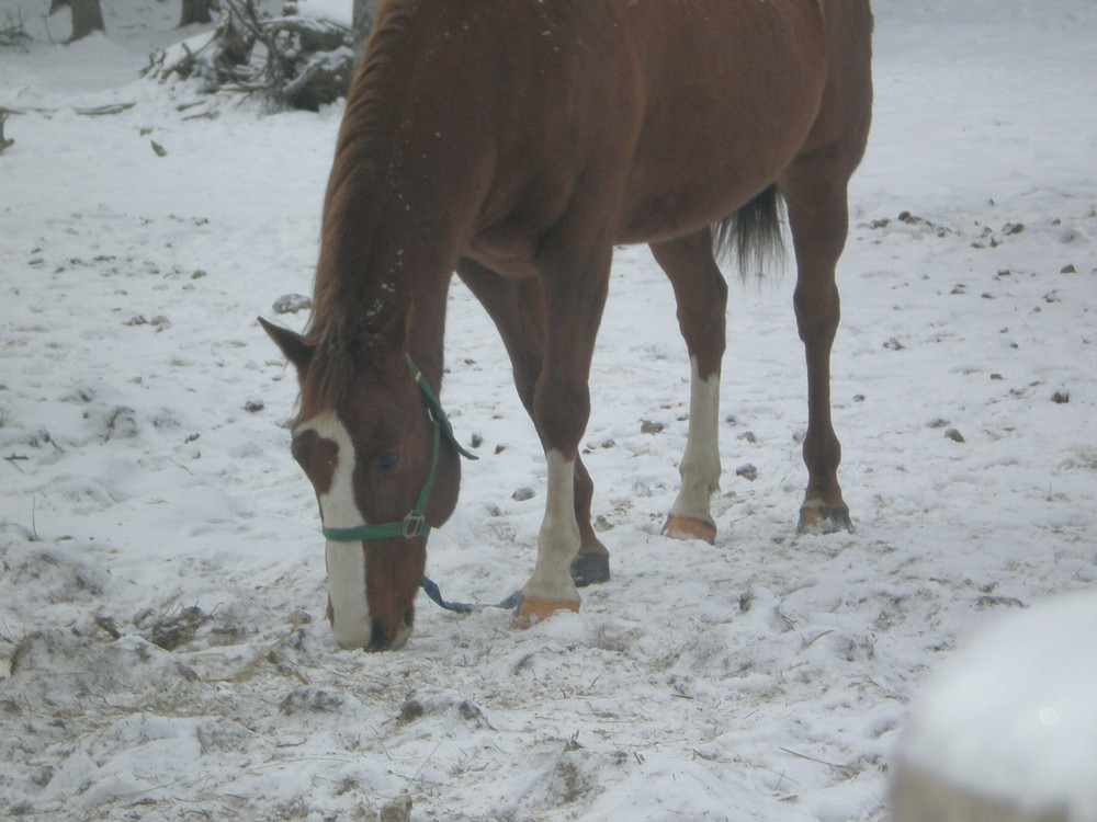 Quarter Horse