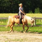 Quarter Horse "Born Jessies Shadow"