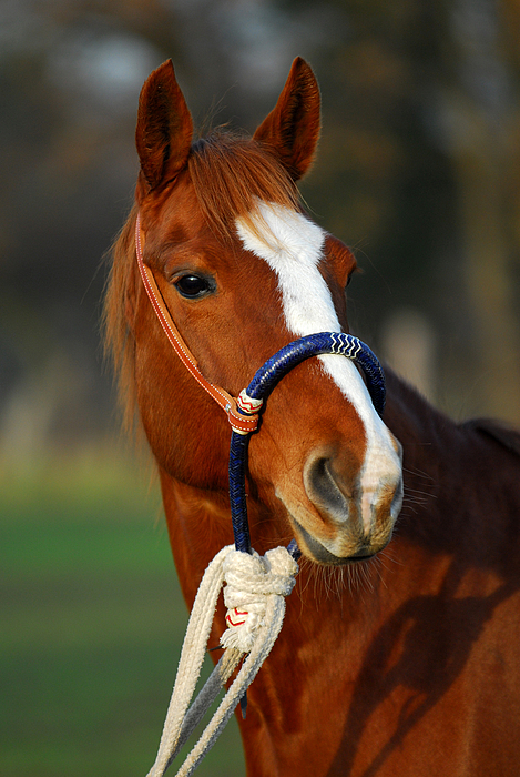 Quarter Horse "Cindy"