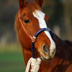 Quarter Horse "Cindy"