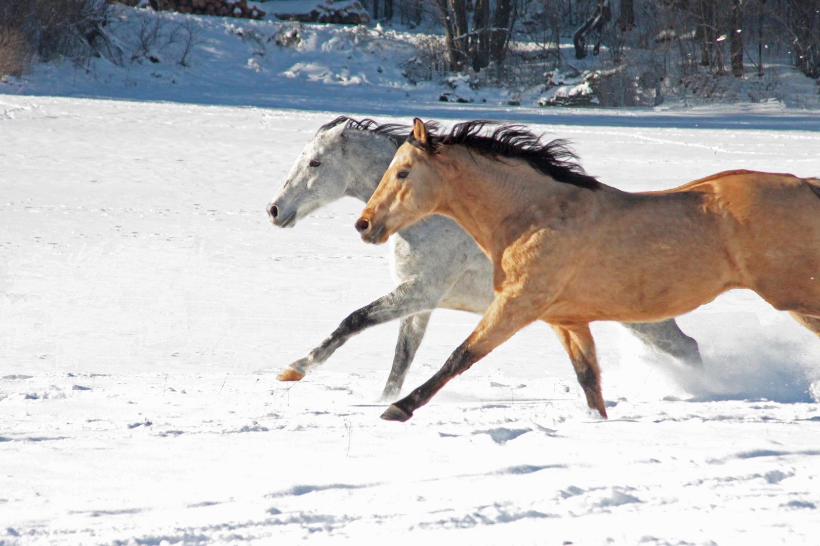 Quarter Horse