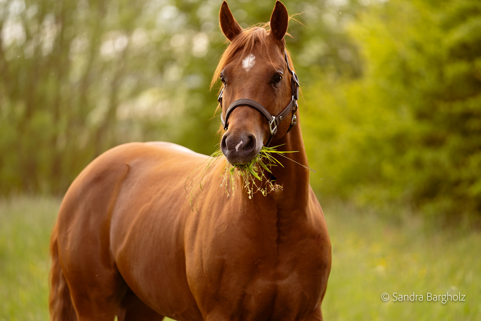 Quarter Horse