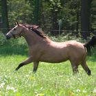 Quarter Horse