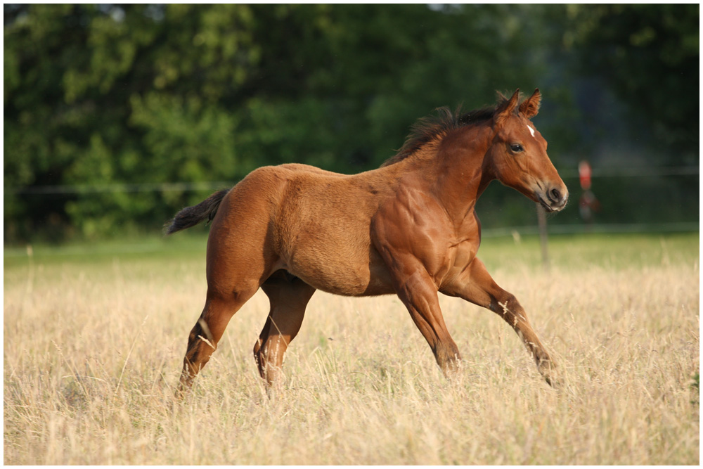 Quarter Horse Fohlen