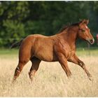 Quarter Horse Fohlen